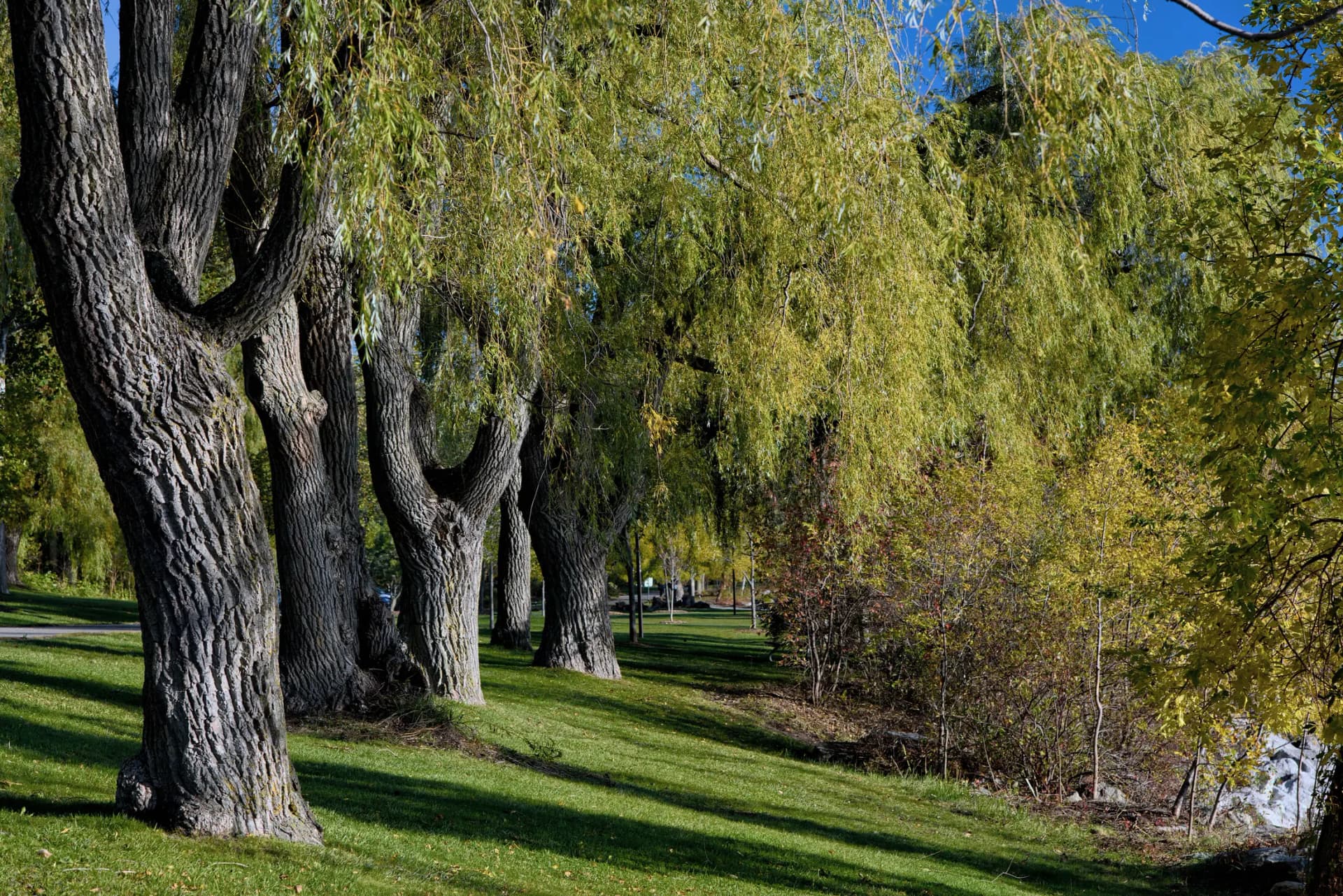 Willow trees and open lawn at Jack Darling Park in Mississauga